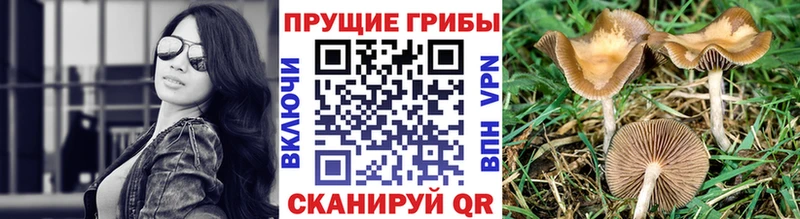 дарнет шоп  Ульяновск  Галлюциногенные грибы Cubensis 